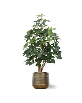 Planta Artificial Schefflera Exotica 120 cm