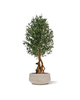 Bonsai Deluxe Artificial Olive Bonsai 150cm