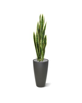 Sanseveria artificial varigada 110cm em vaso