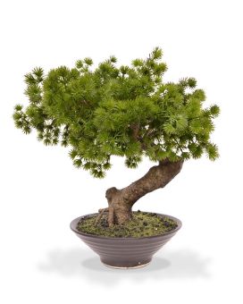 Planta artificial Pinus Bonsai em tigela 40cm