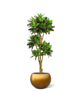 Croton bonsai deluxe árvore artificial 175cm