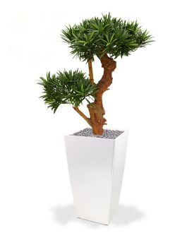 Podocarpus Bonsai deluxe planta artificial 65cm - resistente aos raios UV