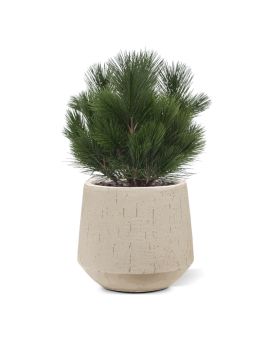 Planta artificial de bolbo de pinheiro 45cm - resistente aos raios UV