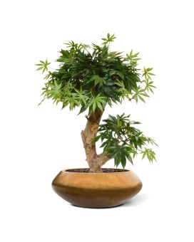 Árvore artificial Acer Bonsai 60cm - verde