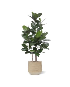 Ficus Audrey Planta Artificial 160cm