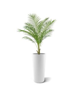 Areca canpalm Pl 110cm