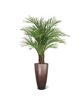 Palmeira Areca artificiais Deluxe XL 150cm