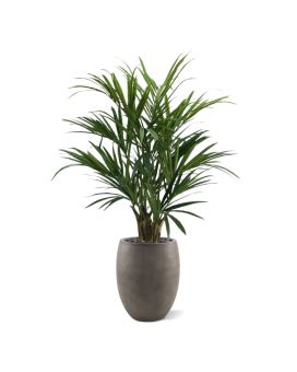 Palma Kentia XL Deluxe 140 cm