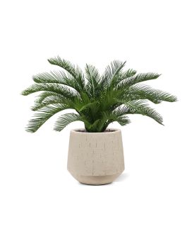 Palma de Cycas 60 cm Deluxe