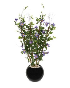 Clematis sebe 125 cm púrpura
