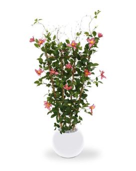 Clematis sebe 125 cm rosa