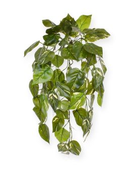 Pothos art pendurado planta de luxo 70cm - variegado