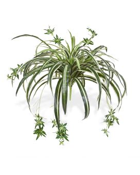 Planta artificial suspensa Chlorophytum 50cm