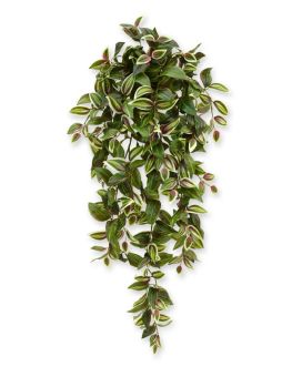 Tradescantia planta suspensa 100 cm variegada