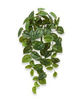 Scindapsus Pictus planta de enforcamento 60 cm