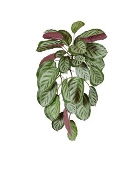 Calathea vermelha Roseopicta pingente 70cm