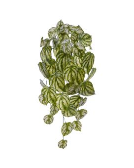 Pendente de arte Peperomia Gold Dust 65cm