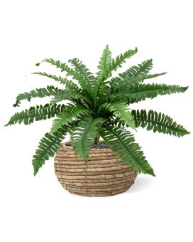 Boston Fern Deluxe bouquet de 45 cm