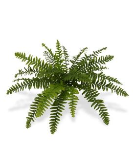 Boston Fern Deluxe x21 50 cm