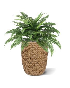 Boston Fern Deluxe bouquet de 65 cm