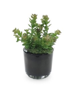 Mini Sedum Bouquet 18 cm