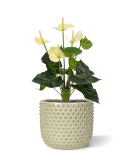 Planta artificial antúria 40cm - creme