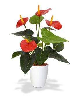 Planta artificial antúrio 40cm - vermelho em vaso de cultivo 10cm