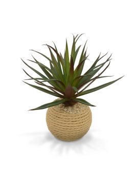 Mini Marginata em frasco de corda
