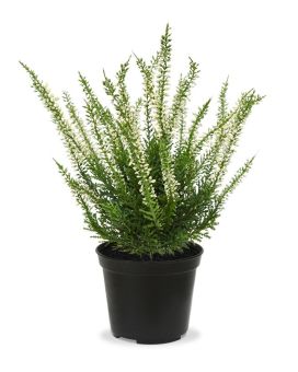Erica planta artificial de urze 25cm - creme