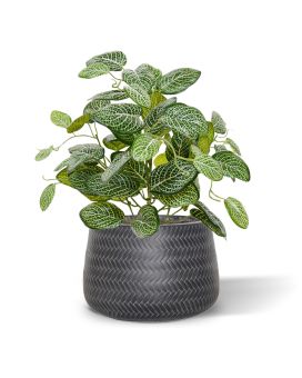 Planta artificial de Fittonia 40 cm Varigada (arbusto)