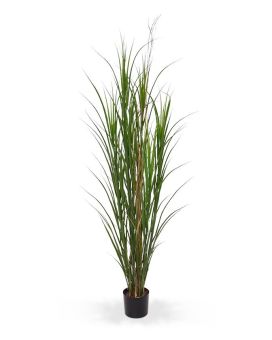 Relva Artificial Reed deluxe de 165 cm verde