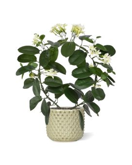 Planta artificial Stephanotis 40cm