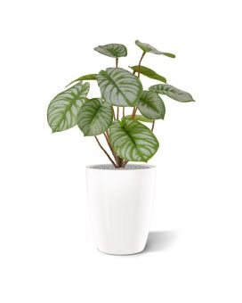 Arbusto de Pepperomia Artificial RT 25 cm