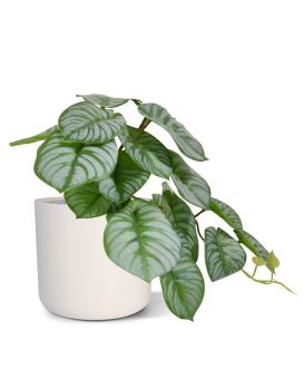 Arbusto Peperomia Artificial HRT 20 cm