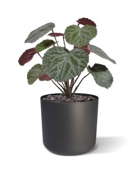 Saxifraga bouquet verde/vermelho 25cm