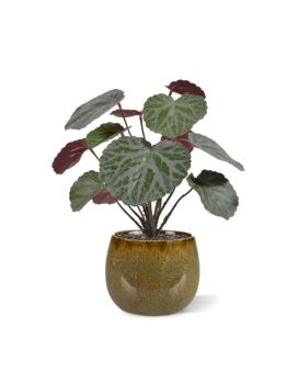 Saxifraga planta artificiais verde/vermelho 25cm em vaso de 10cm