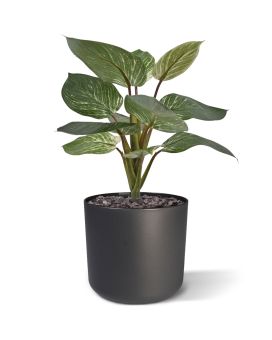 Philodendron Birkin planta artificiais 30cm