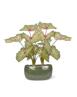 Planta queenária branca do Caládio Artificial 45cm
