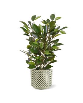 Planta artificial Ficus Natacha 40cm