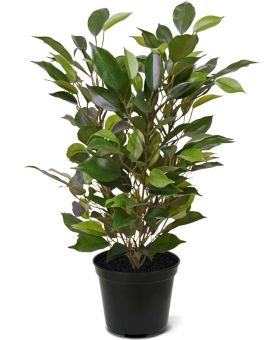 Planta artificial Ficus Natacha 40cm em Vaso