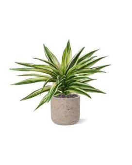 Planta Artificial Draceana Pêlo 30cm