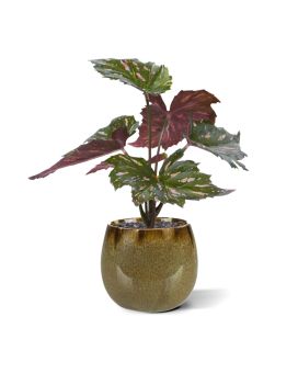 Begónia Rex planta artificial verde vermelha 20cm