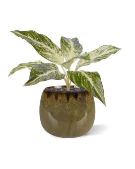 Planta artificial Dieffenbachia Vesuvius 35cm