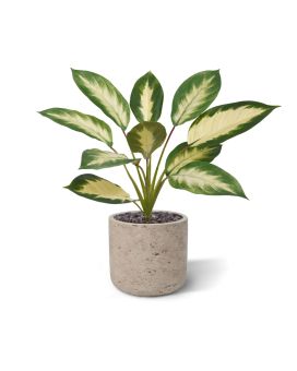 Planta artificial Dieffenbachia Camilla 50cm