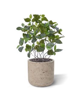 Planta artificial Fittonia Mont Blanc 50cm