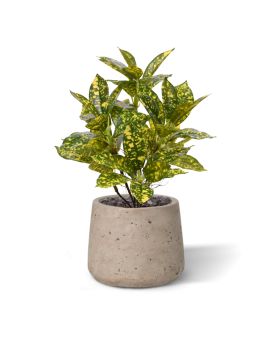 Planta artificial Acuba Japonica 35cm