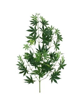 Ramo Acer Maple x44 FR 70cm