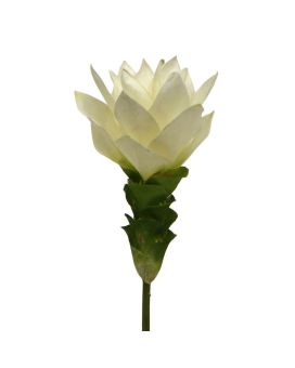 Curcuma 50 cm branco