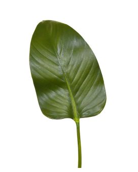 Folha de seda Strelitzia deluxe 75 cm