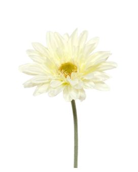 Gerbera flor de caule artificial 60 cm creme